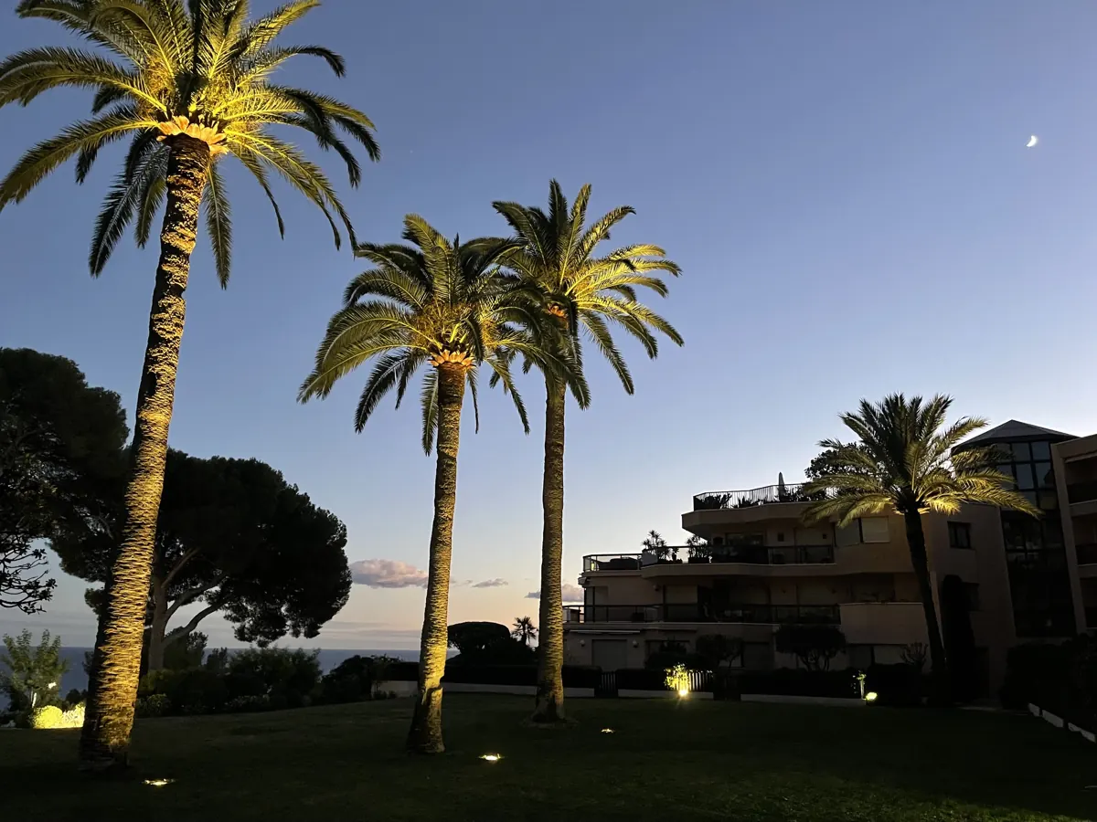 Palmiers et pin parasol éclairés devant un ciel de crépuscule